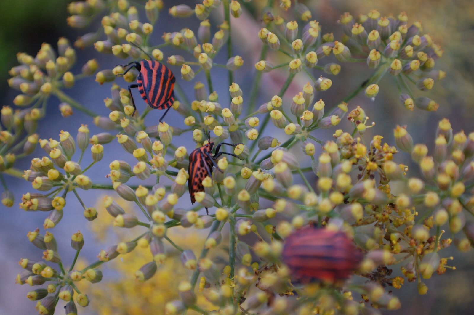 Nikon D40 sample photo. Bugs, wildlife, insect photography