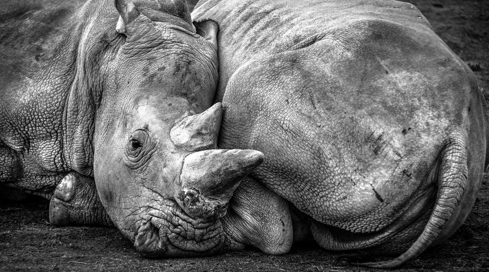 Fujifilm X-E1 sample photo. Rhino, africa, pachyderm photography