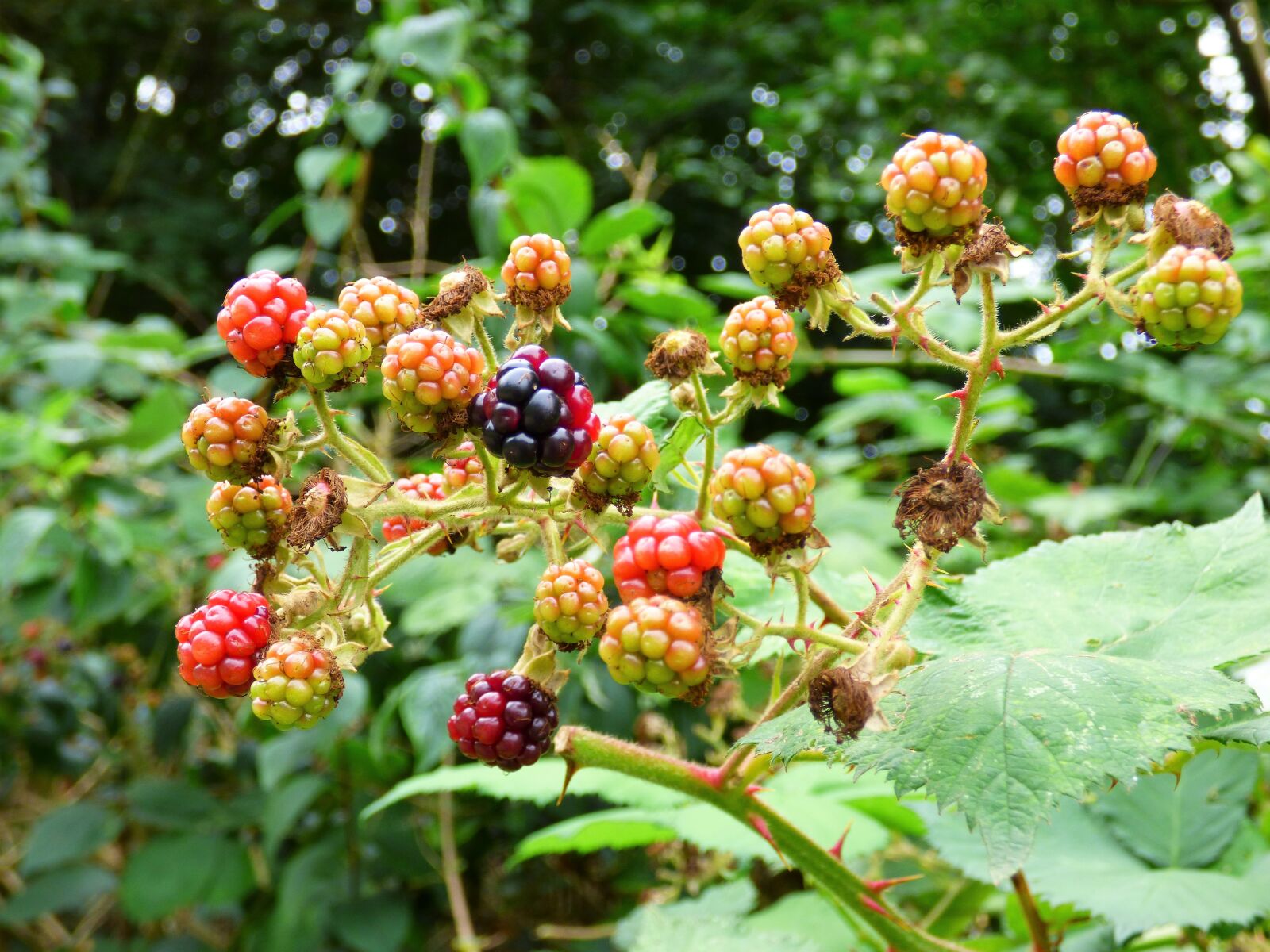 Panasonic DMC-FZ72 sample photo. Blackberry, green, fruit photography