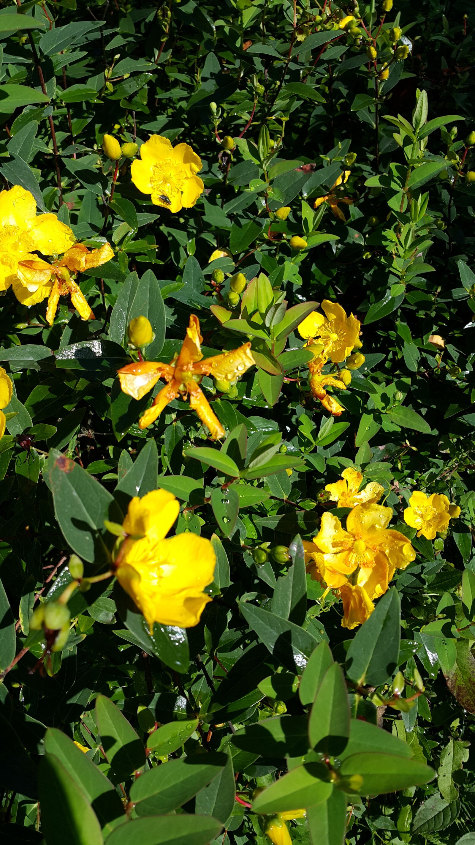 Samsung Galaxy Note4 sample photo. Yellow flowers, spring, green photography