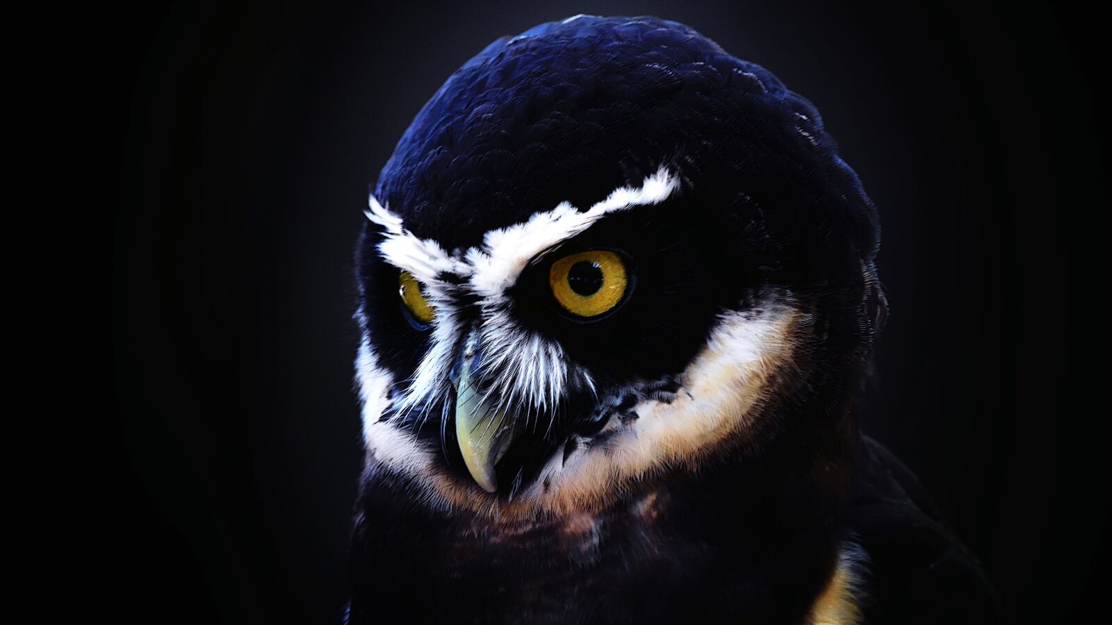 Nikon D7200 sample photo. Owl, bird avian, wildlife photography