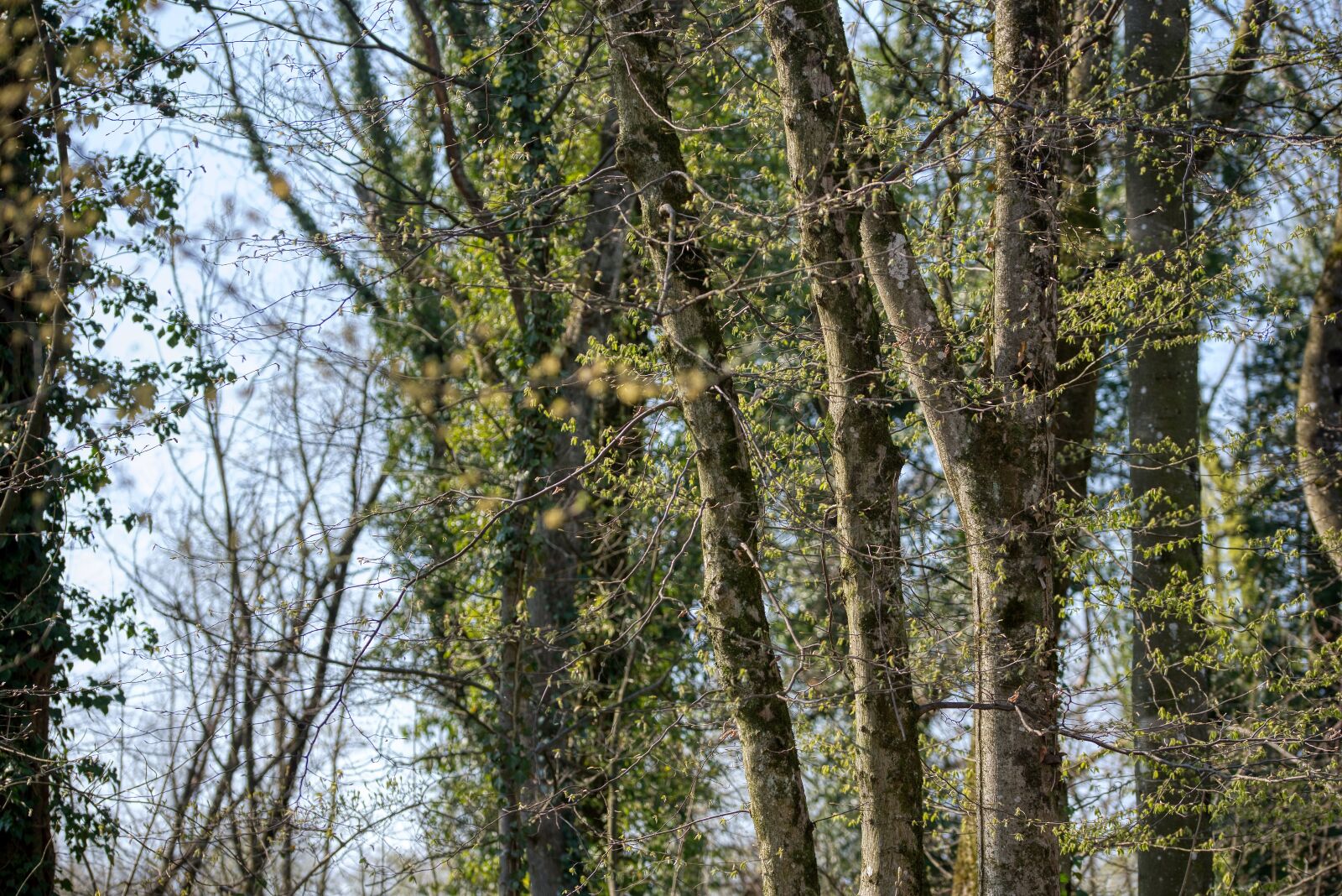 Nikon D750 sample photo. Tree trunks, trees, forest photography