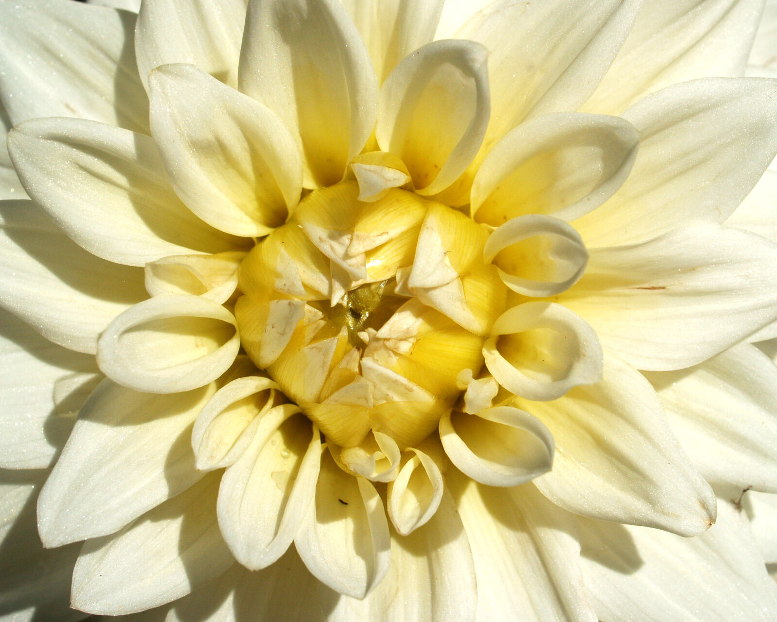 Olympus E-300 (EVOLT E-300) sample photo. Bloom, blooming, blossom, chrysanthemum photography