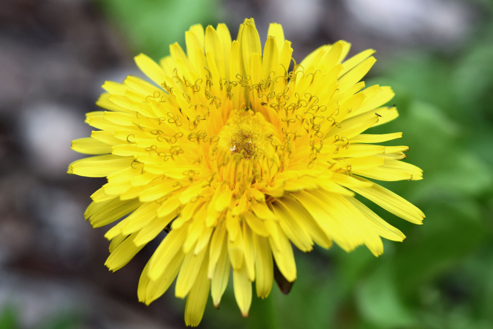 Nikon D3300 sample photo. Dandelion, miniszek, lekarski, mlecz photography
