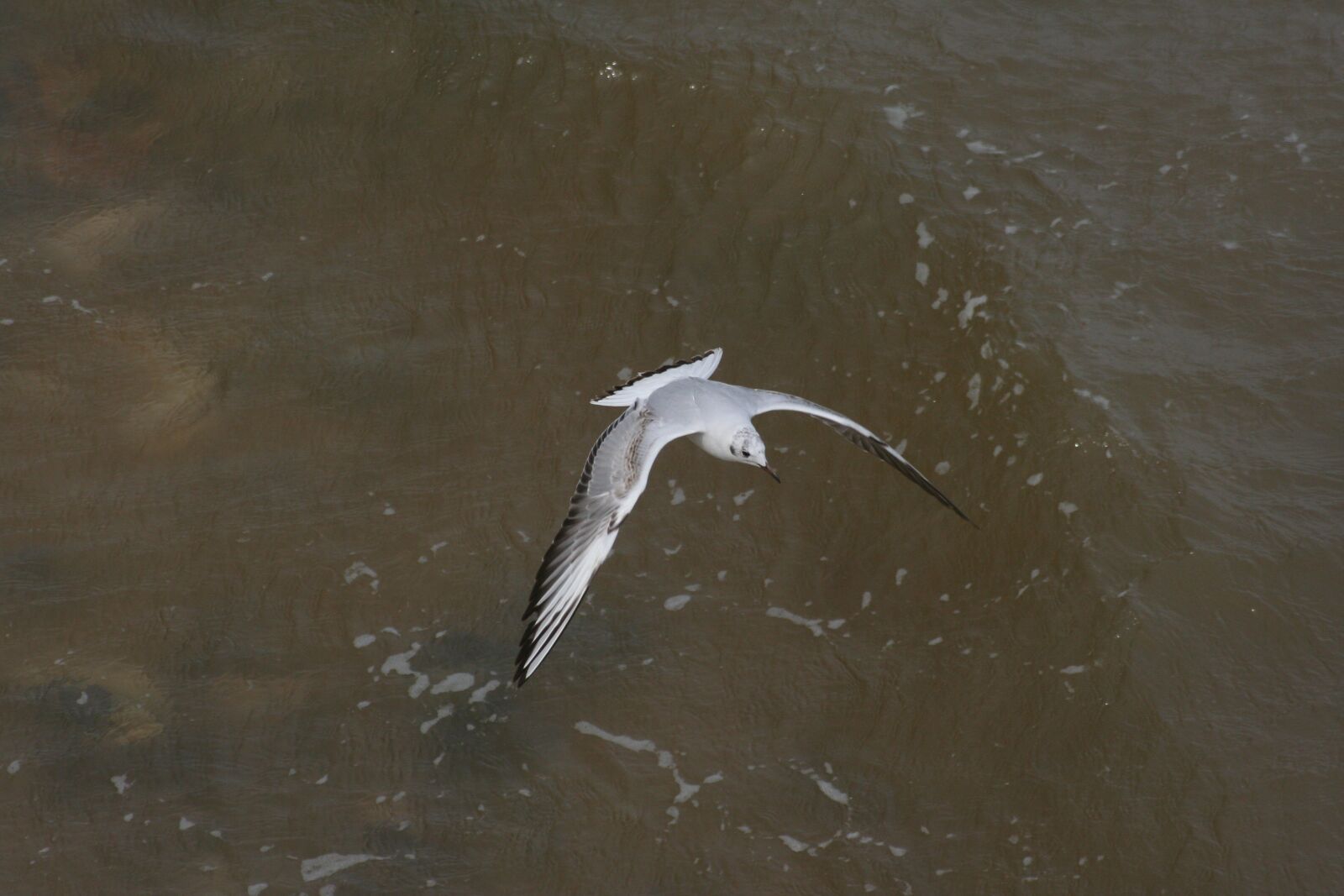 Canon EOS 350D (EOS Digital Rebel XT / EOS Kiss Digital N) sample photo. Seagull, gull, bird photography