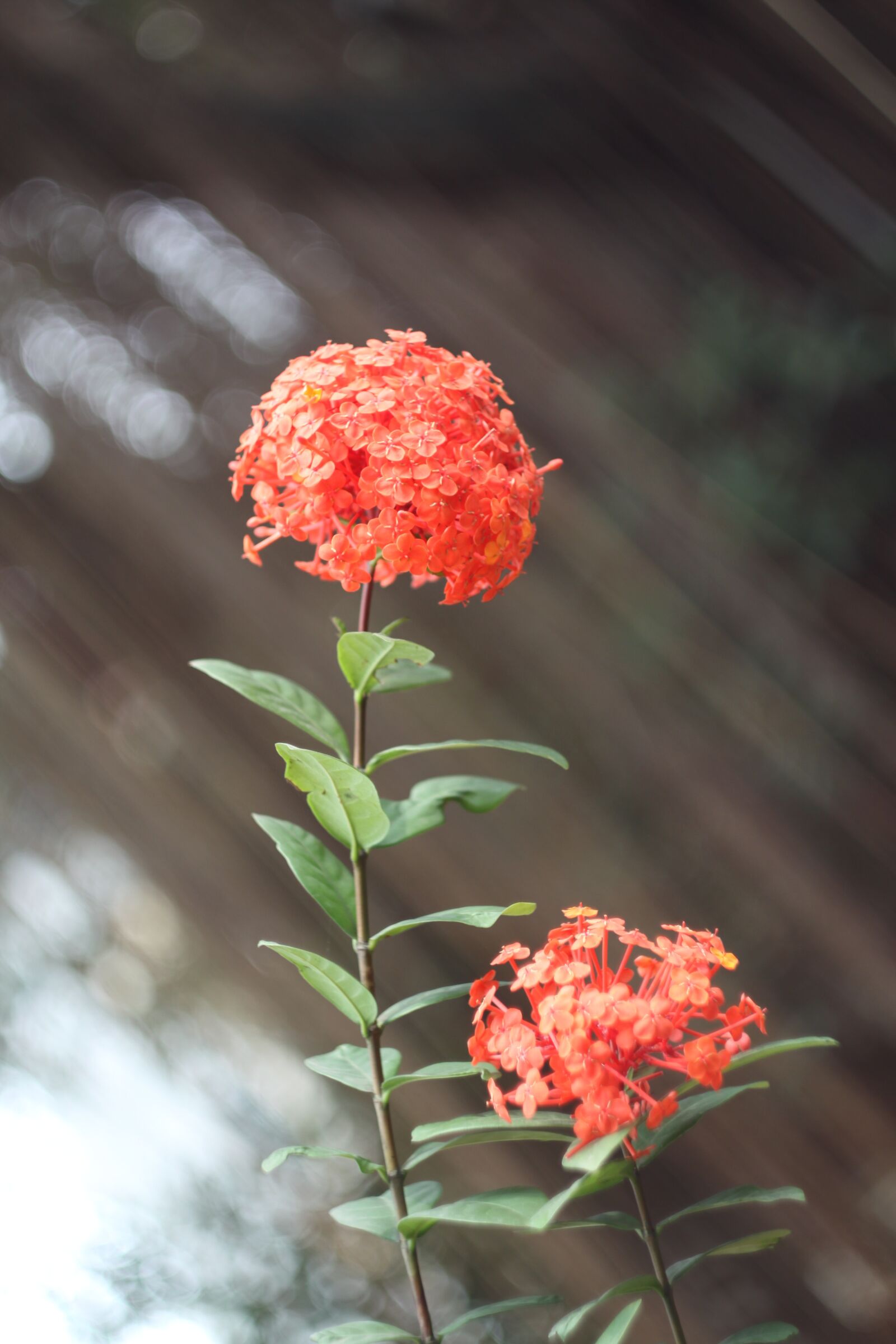 Canon EOS 50D sample photo. Red ixora, mf lens photography