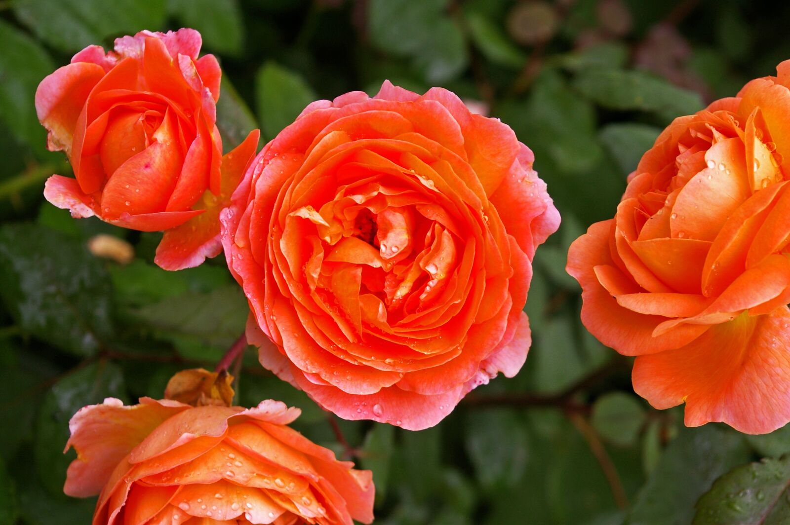Pentax *ist DL2 sample photo. Rose, orange rose, scented photography