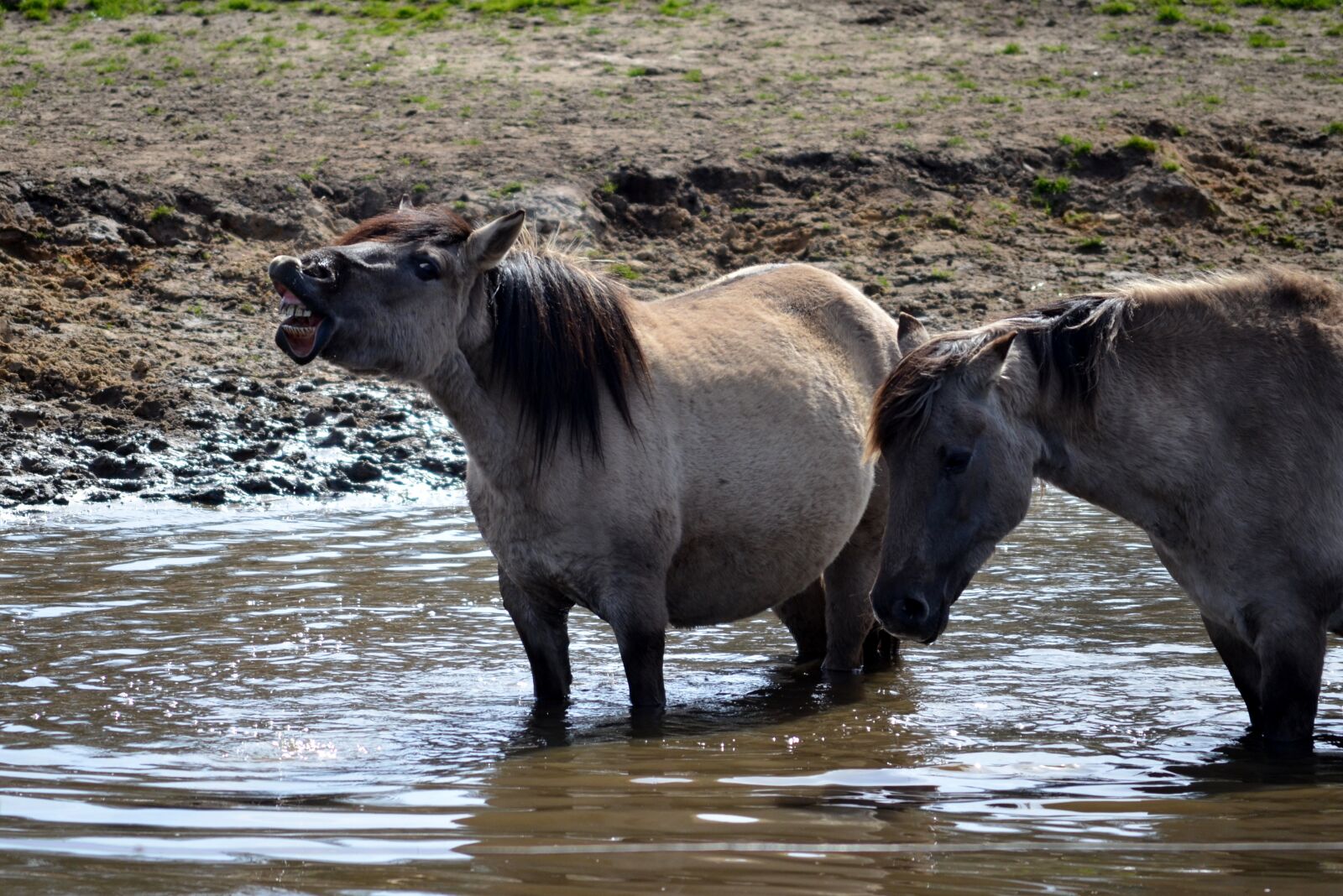 Nikon D5100 sample photo. Wild horse, d lmen photography