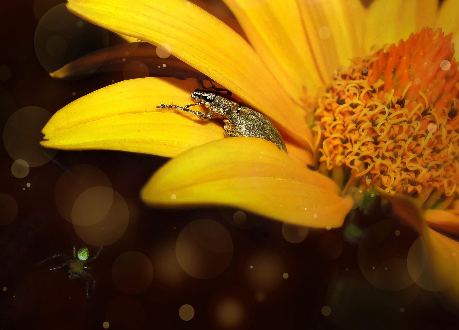 Canon PowerShot SX120 IS sample photo. Night, summer, flower photography