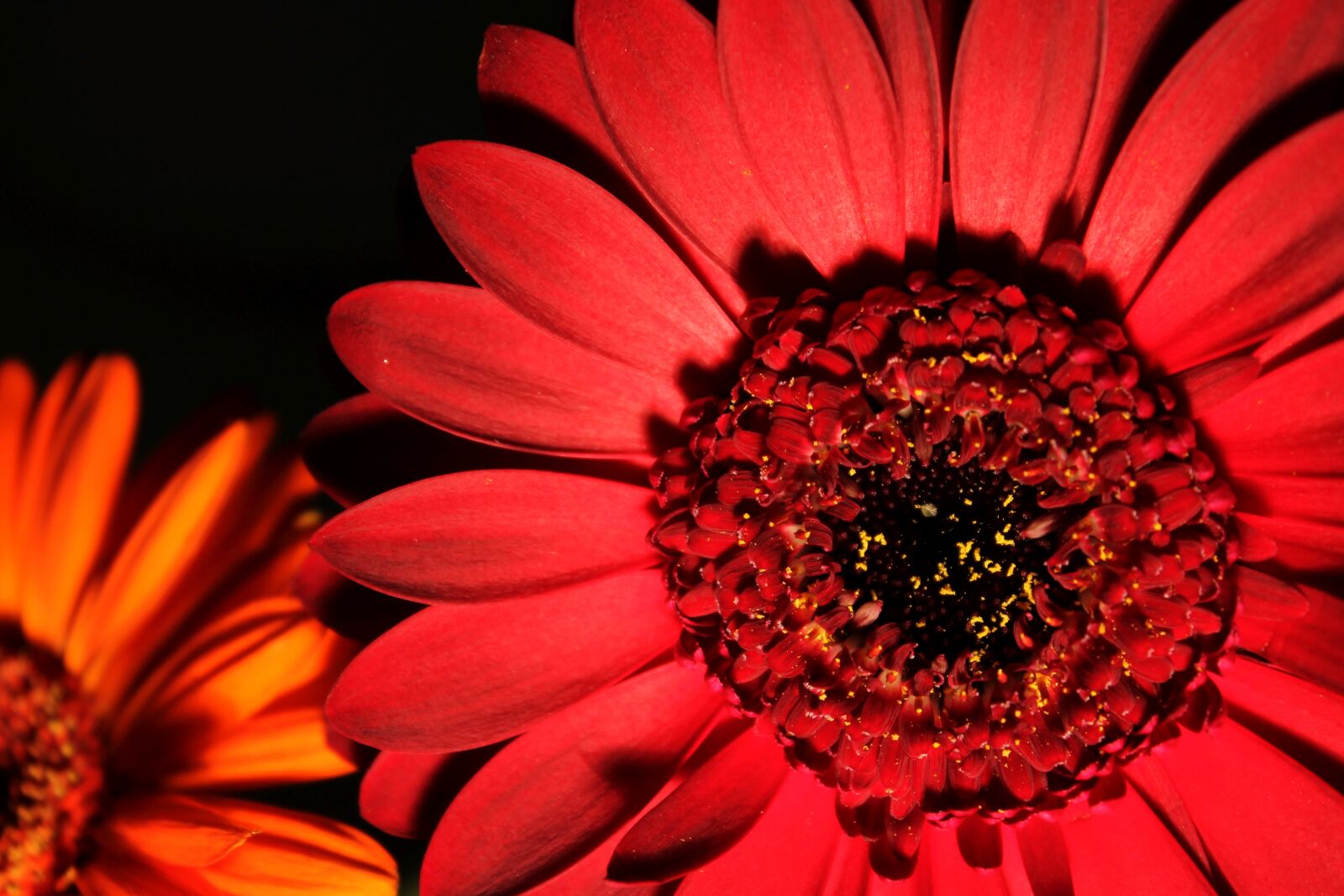 Canon EOS 1100D (EOS Rebel T3 / EOS Kiss X50) sample photo. Gerbera, blossom, bloom photography