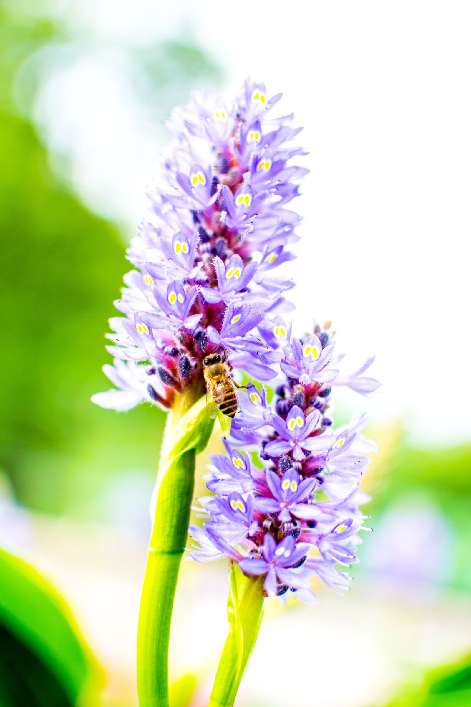 Nikon D5300 sample photo. Flower, nature, purple photography