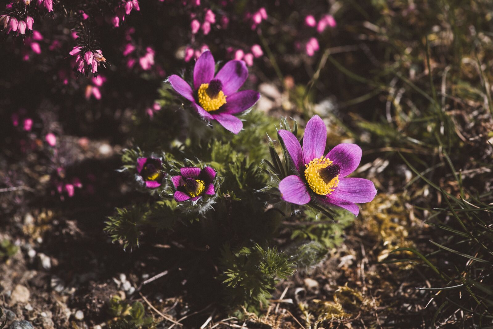 Nikon D750 sample photo. Anemones, flowers, bloom photography