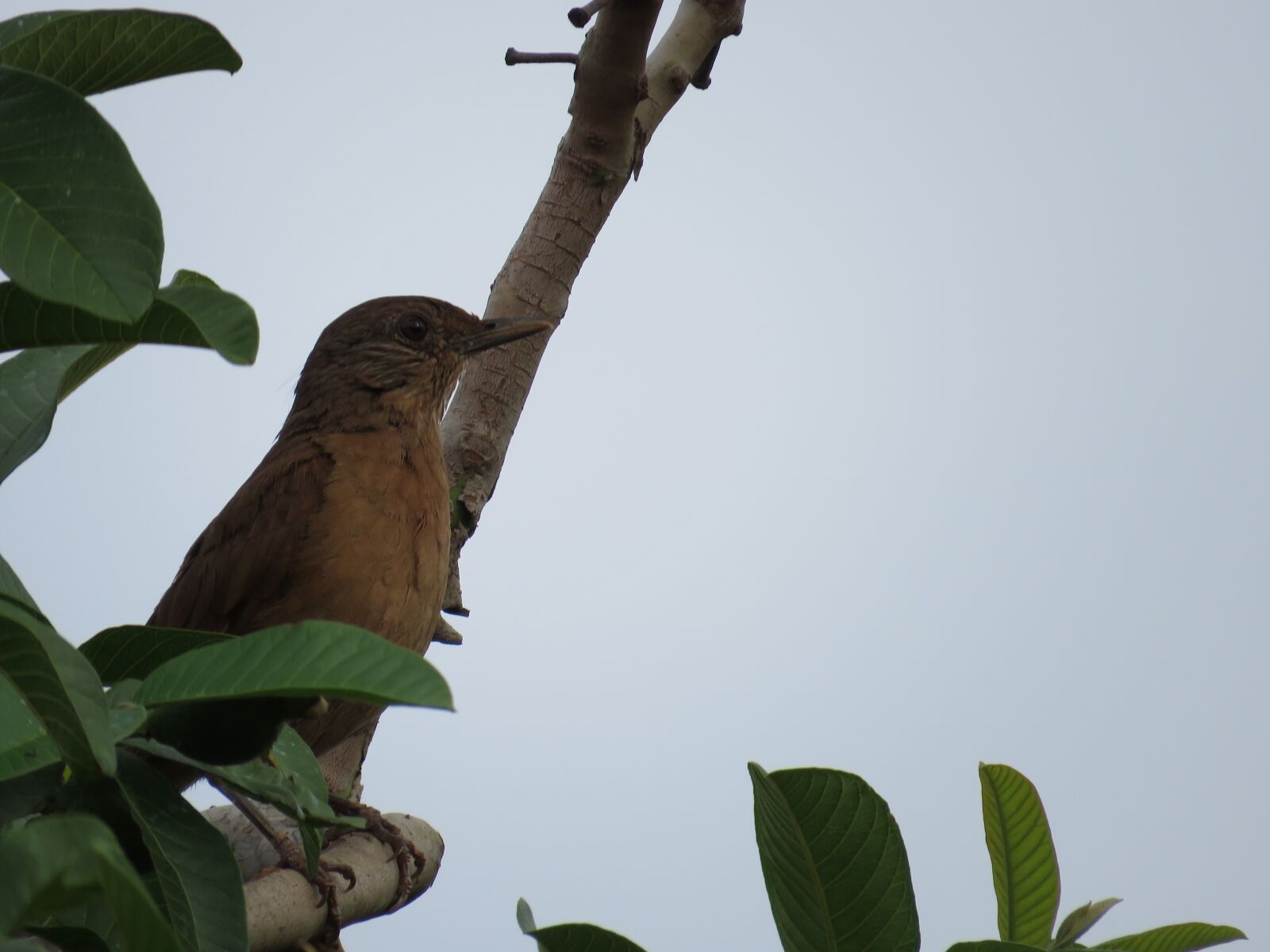Canon PowerShot SX60 HS sample photo. Bird, nature, branch photography