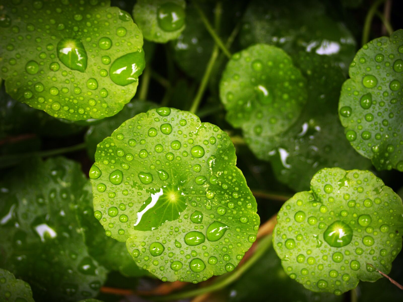 Olympus E-300 (EVOLT E-300) sample photo. Leaf, water, green photography