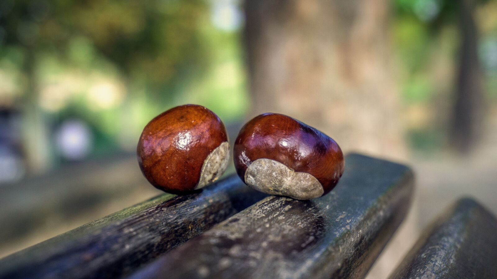 Sony a6000 sample photo. Chestnuts, fruits, brown photography