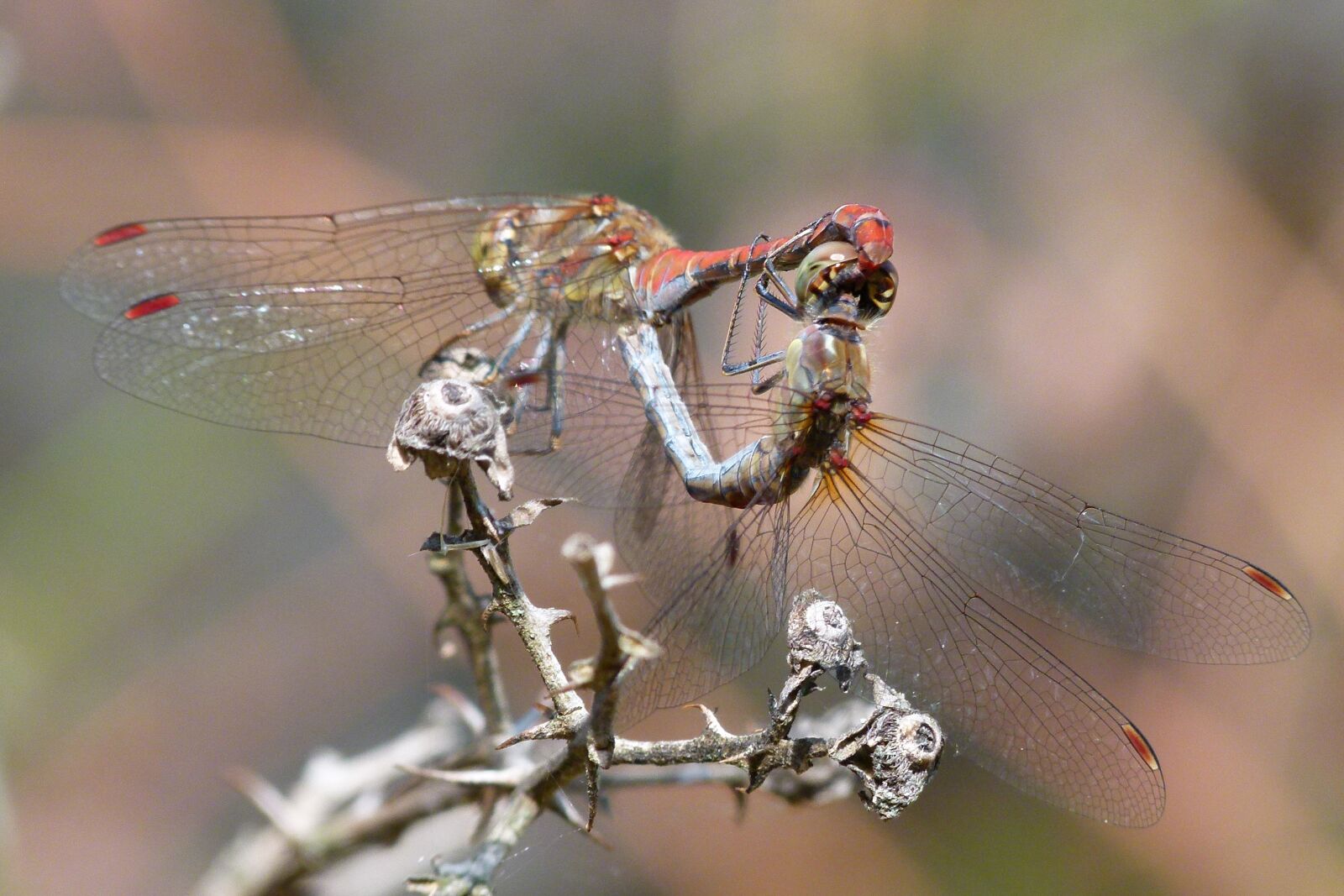 Leica V-Lux 2 sample photo. Dragonflies, reproduction, copulation photography