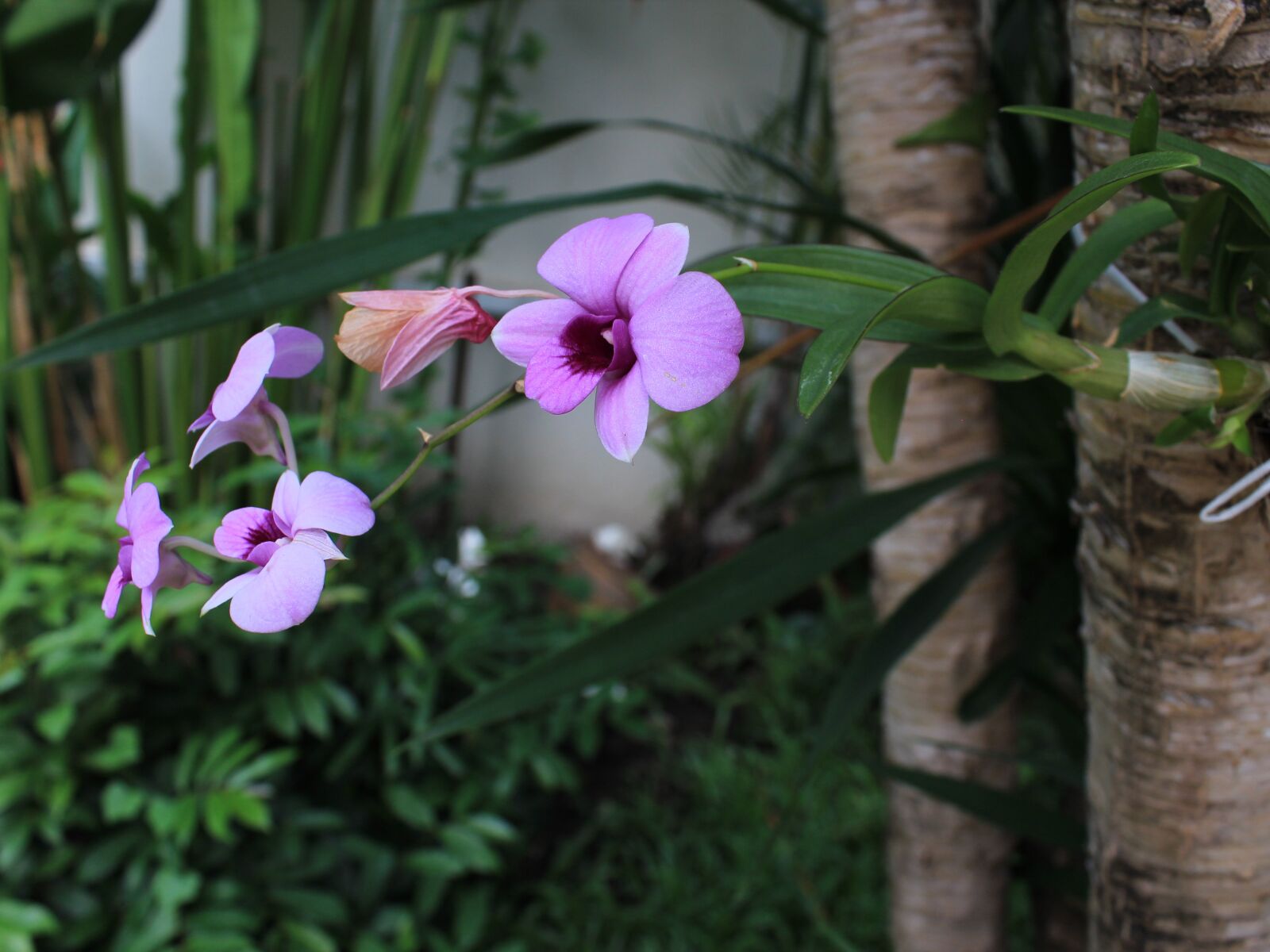 Canon EOS 600D (Rebel EOS T3i / EOS Kiss X5) sample photo. Orchid, purple photography