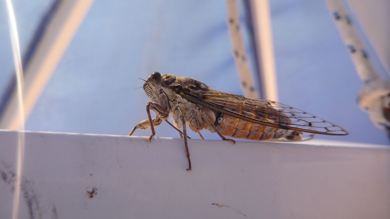 Panasonic DMC-FT2 sample photo. Cicada, insect, macro photography