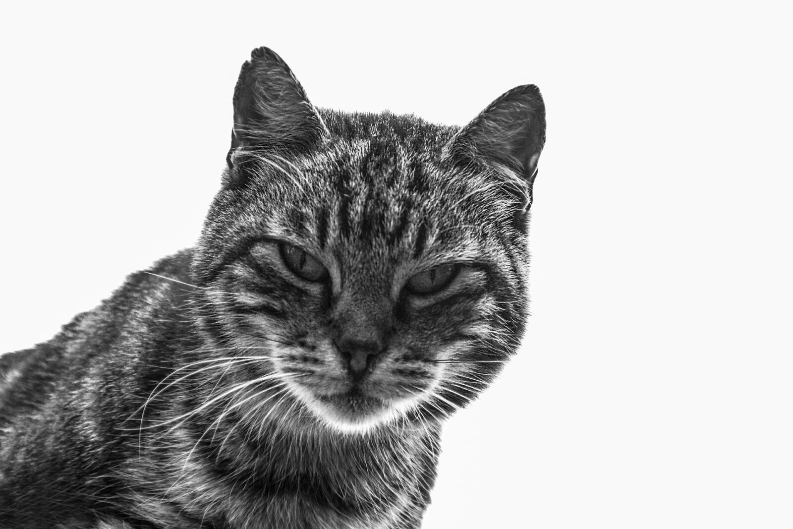 Canon EOS 600D (Rebel EOS T3i / EOS Kiss X5) sample photo. Cat, feline, animal photography