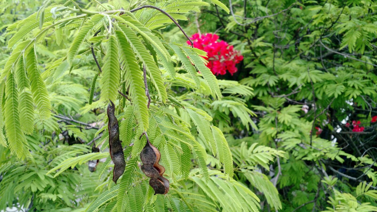 Motorola Moto X (2nd Gen) sample photo. Plants, leaves, tree photography