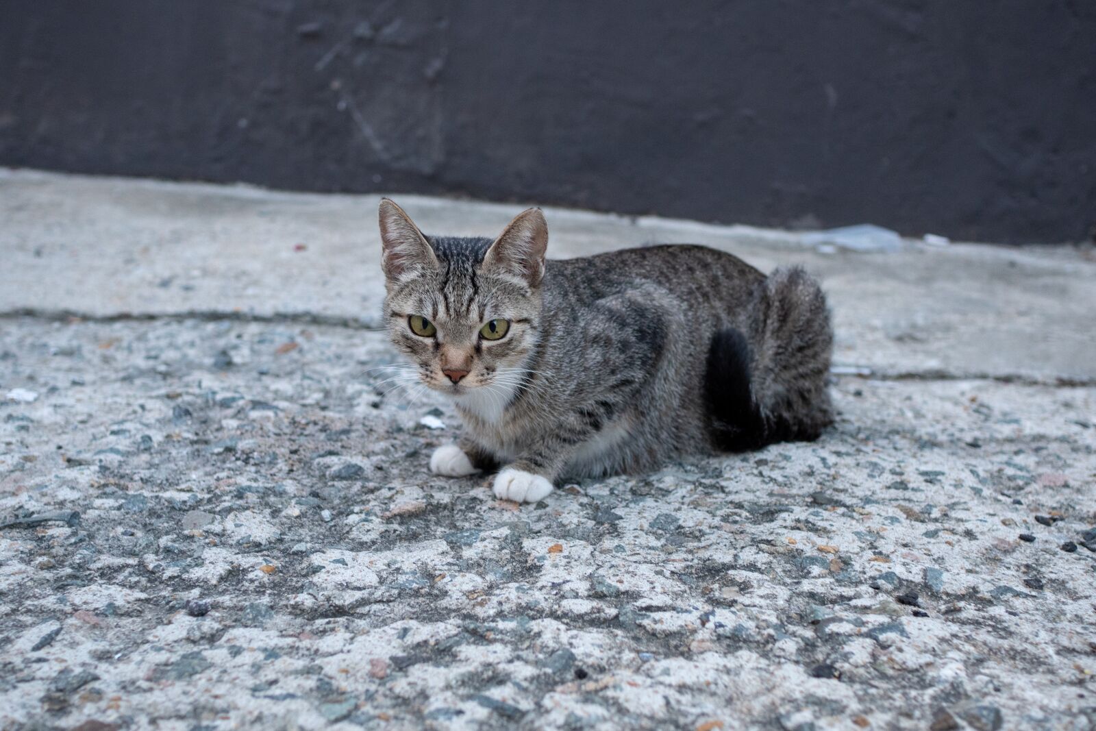 Sony a6500 sample photo. Cat, animal, feral cat photography