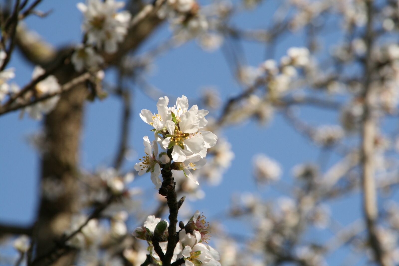 Canon EOS 400D (EOS Digital Rebel XTi / EOS Kiss Digital X) sample photo. Almond blossom, spring, nature photography