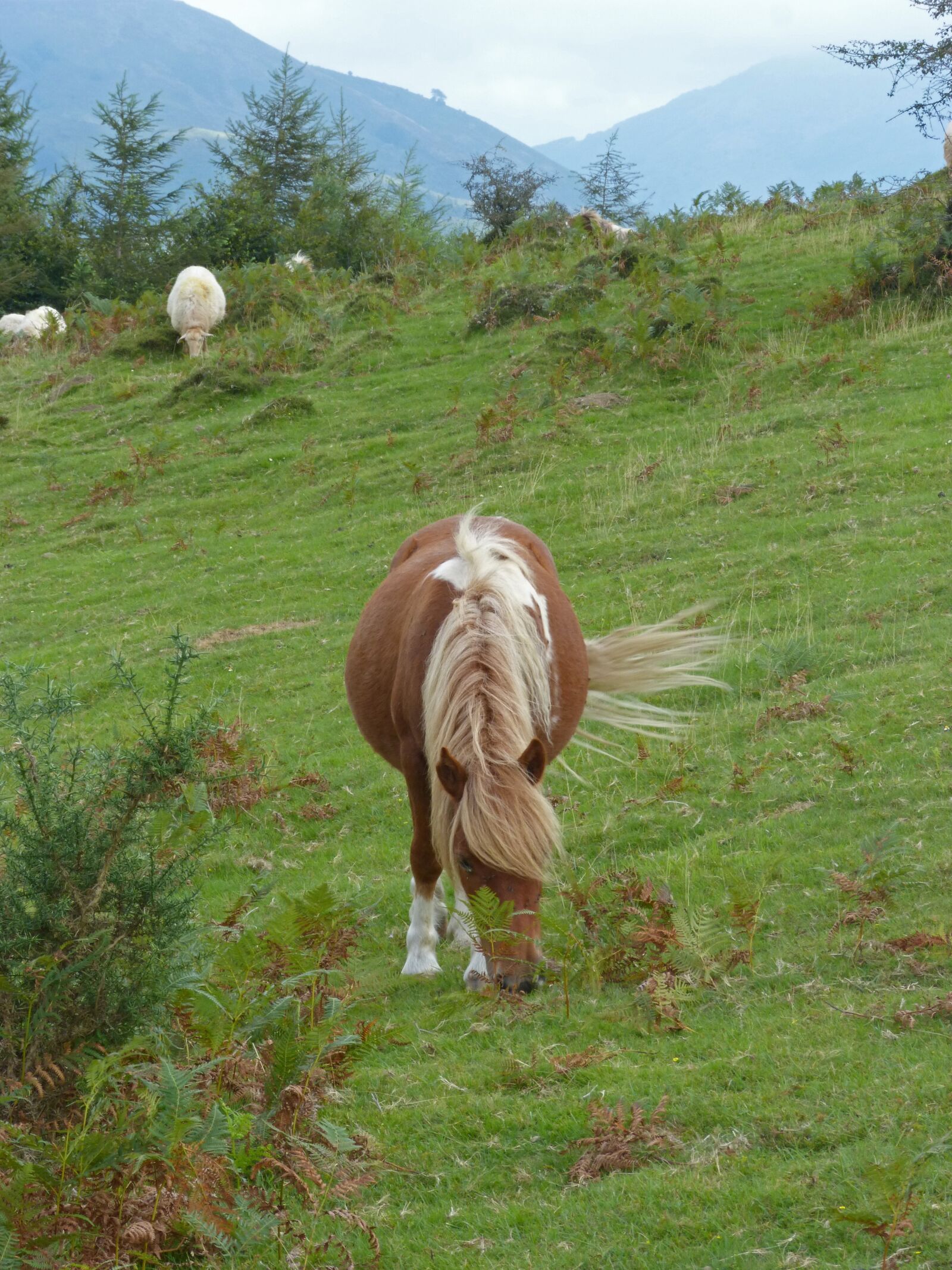 Panasonic DMC-FZ62 sample photo. Horse, pacer, pastures photography