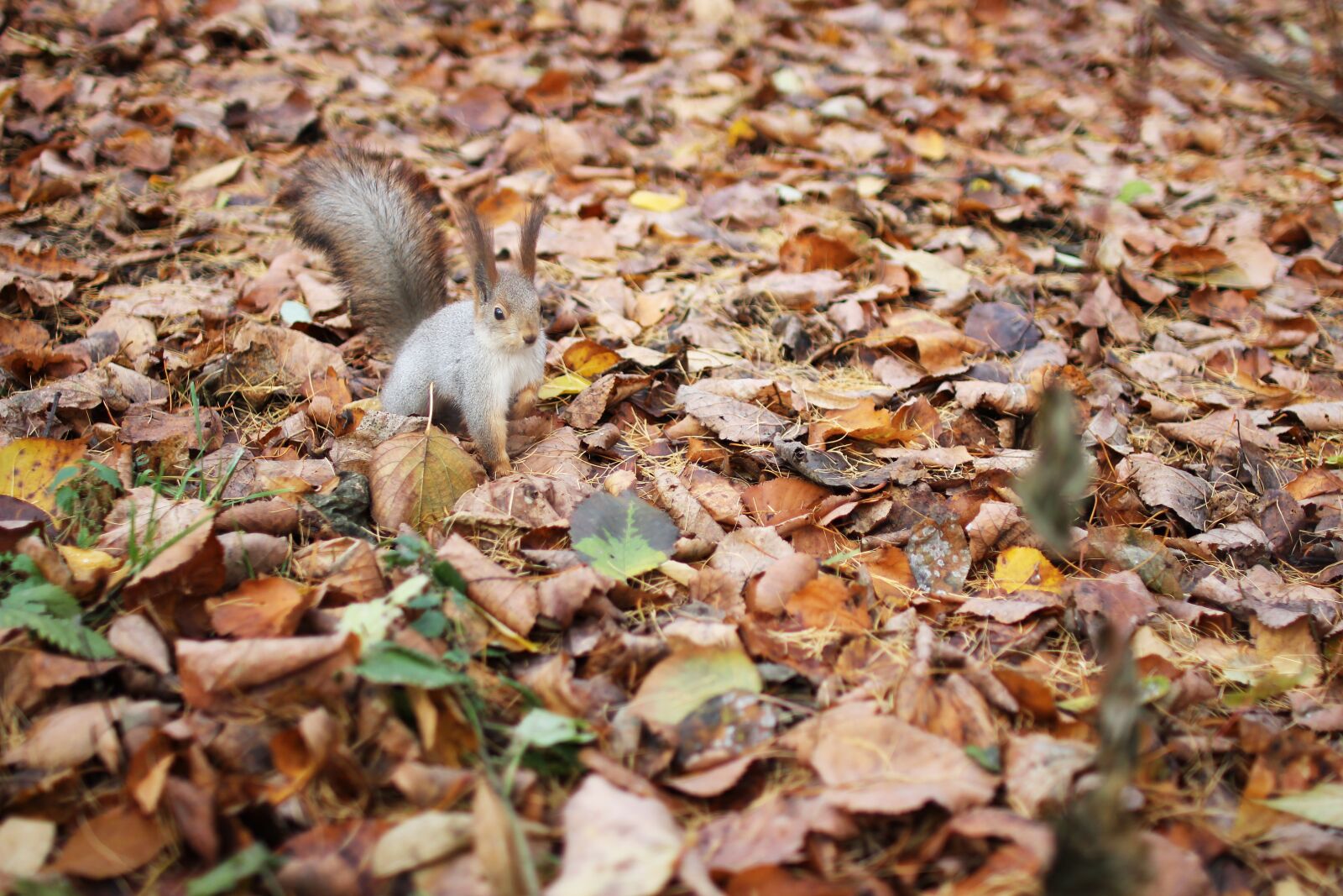 Canon EOS 60D sample photo. Squirrel, autumn, foliage photography
