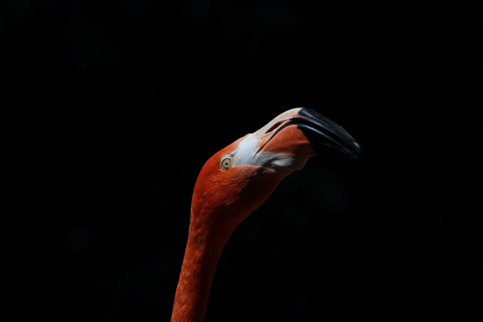 Canon EOS 7D sample photo. Flamingo, animal, bird photography