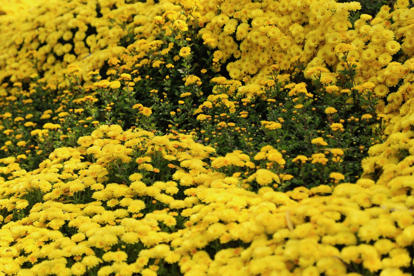 Canon EOS 6D sample photo. Chrysanthemum festival, flavor, autumn photography