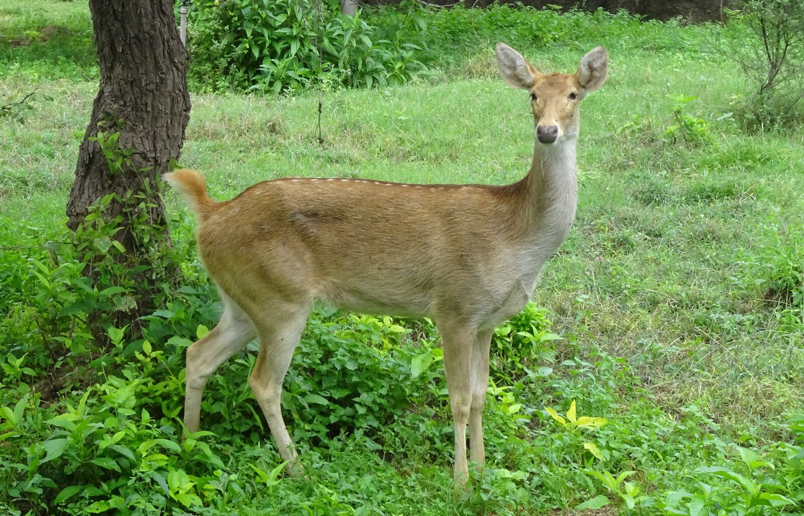 Sony Cyber-shot DSC-HX90V sample photo. Swamp deer, barasingha, female photography