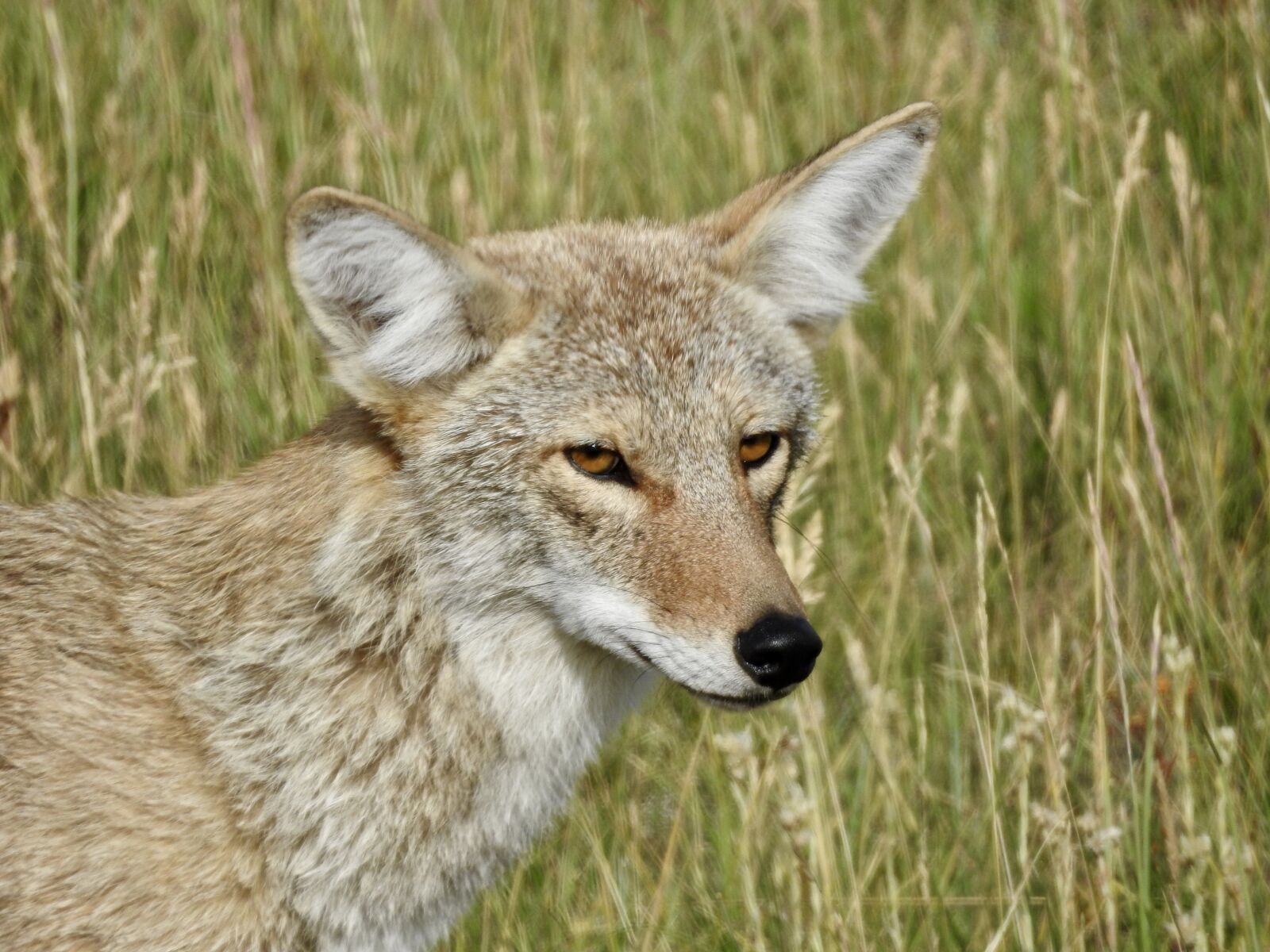 Nikon Coolpix P900 sample photo. Coyote, yellowstone national park photography