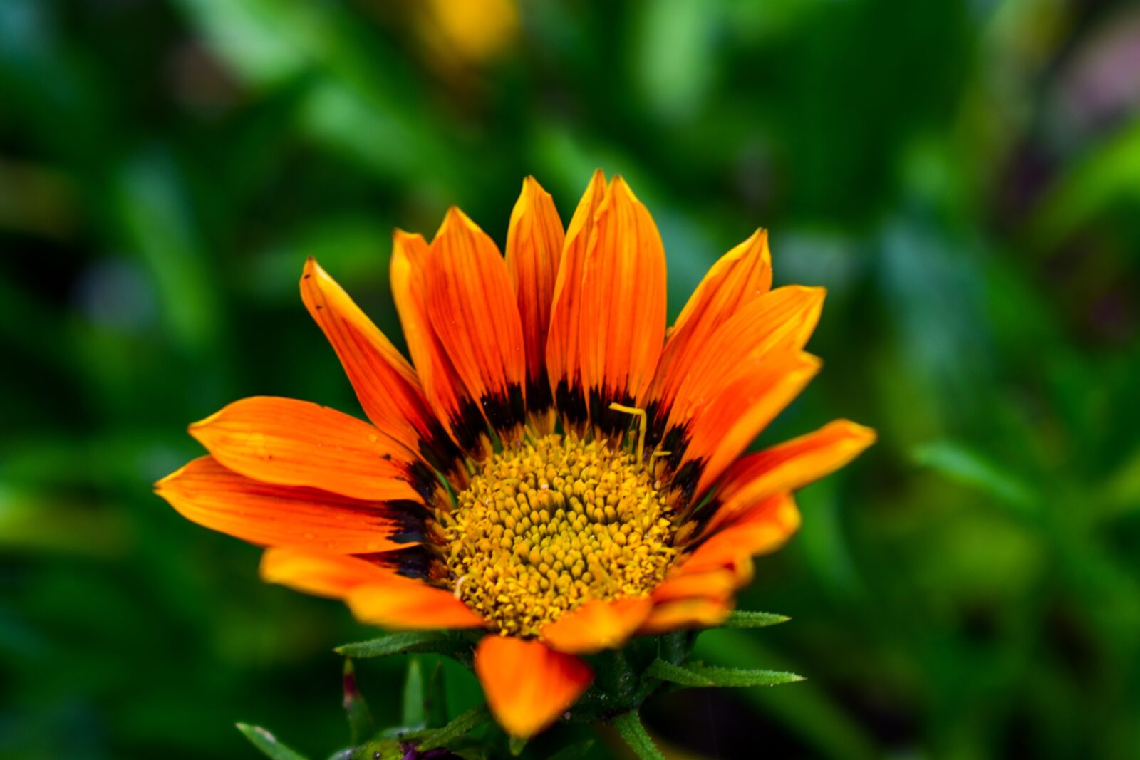 Nikon D3400 sample photo. Beautiful flower, flower, nature photography