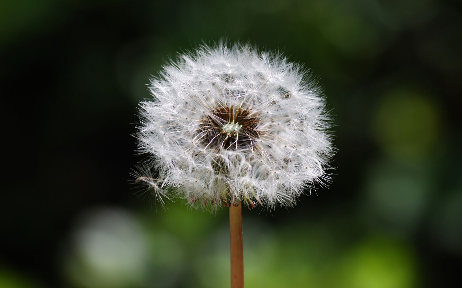 Nikon D40X sample photo. Down, seeds, whites photography