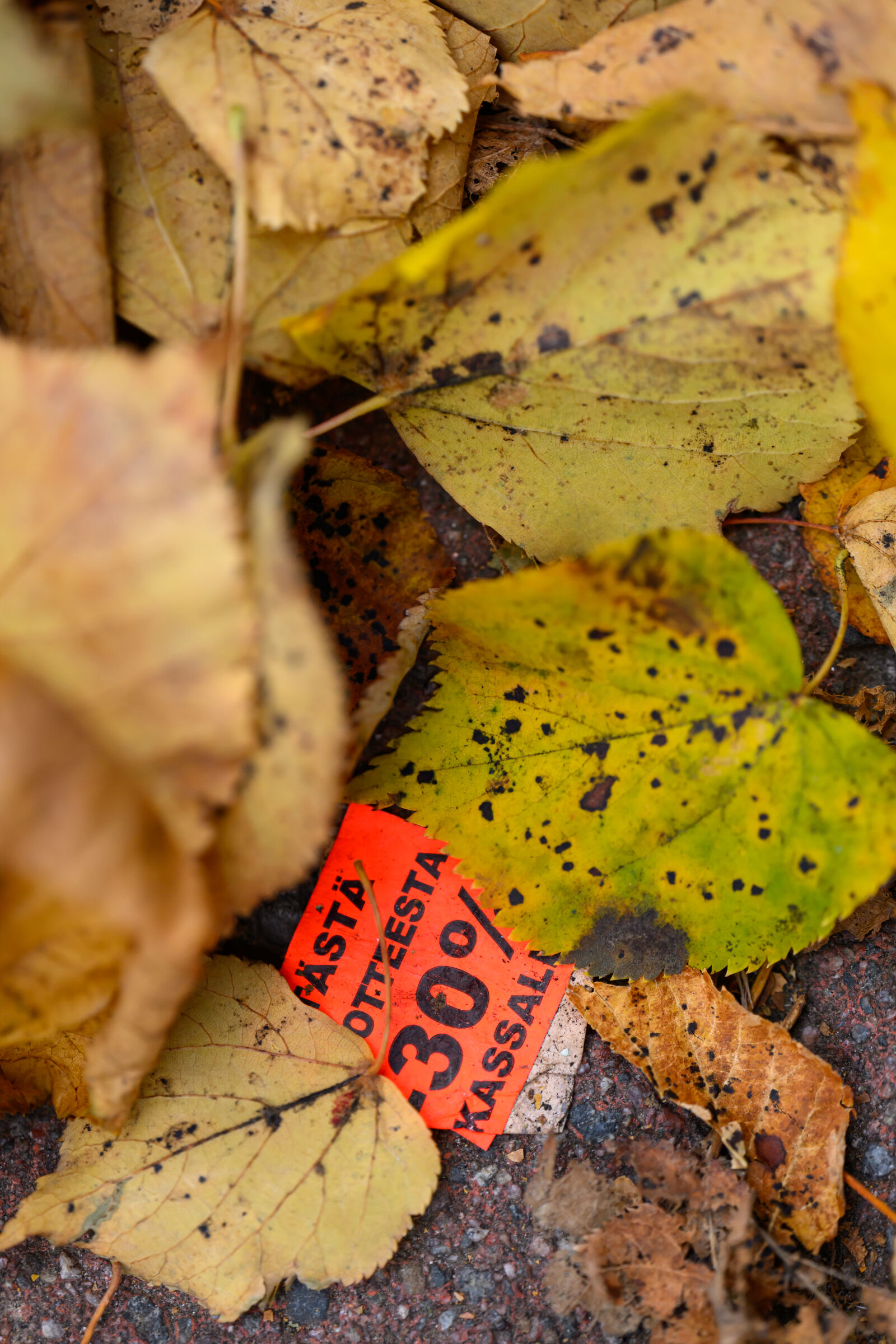 Tamron 90mm F2.8 Di III Macro VXD sample photo. Discounted leaves photography