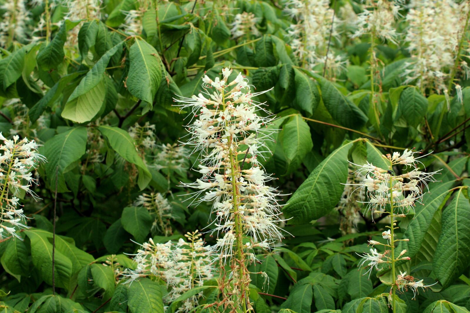 Canon EOS 1200D (EOS Rebel T5 / EOS Kiss X70 / EOS Hi) sample photo. Horse chestnut, drobnokwiatkowy, flowering photography
