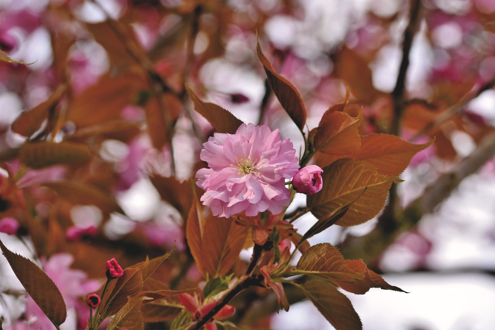 Nikon D7200 sample photo. Japanese cherry trees, cherry photography