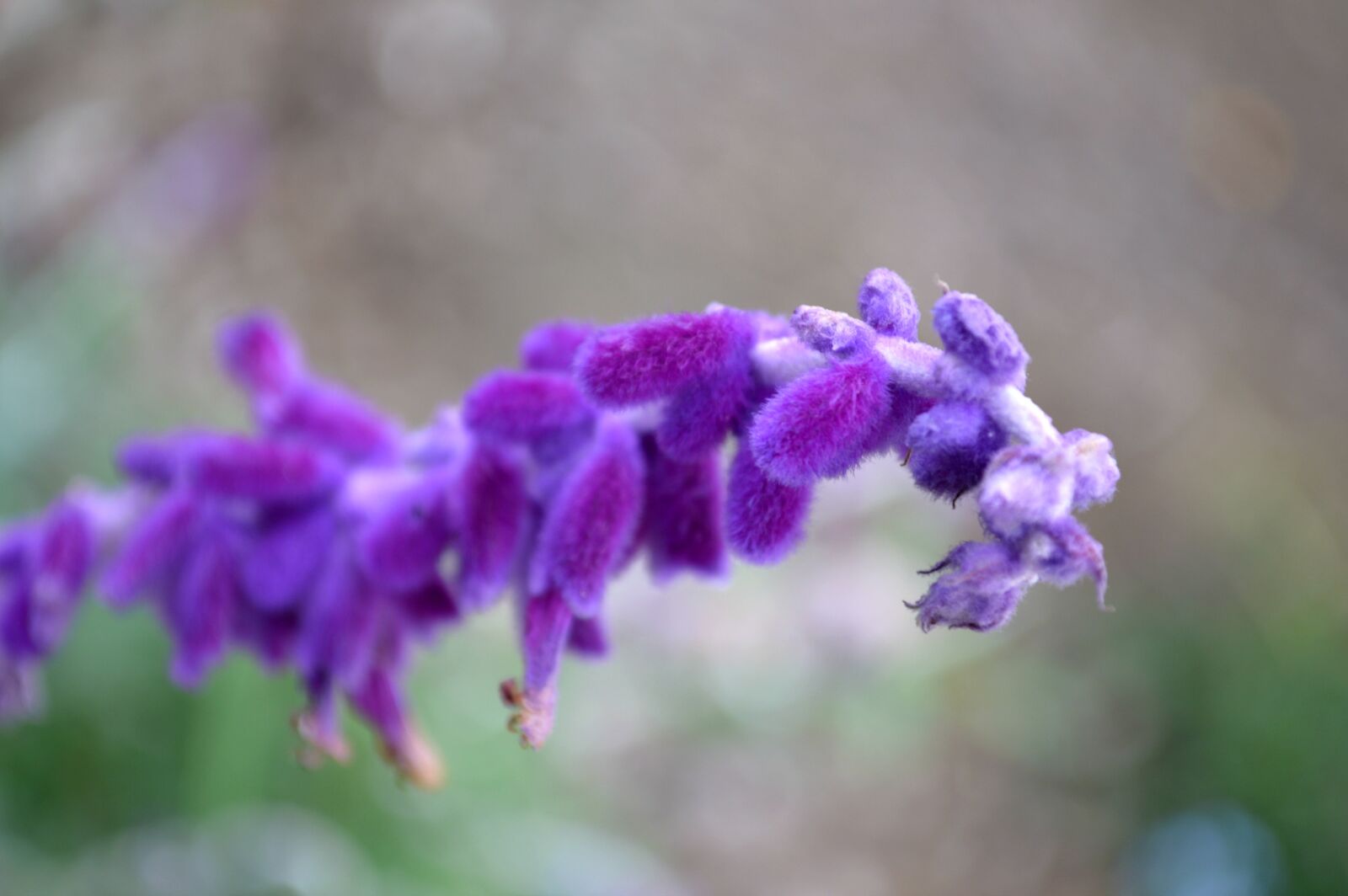 Nikon D3200 sample photo. Flower, sage, purple photography