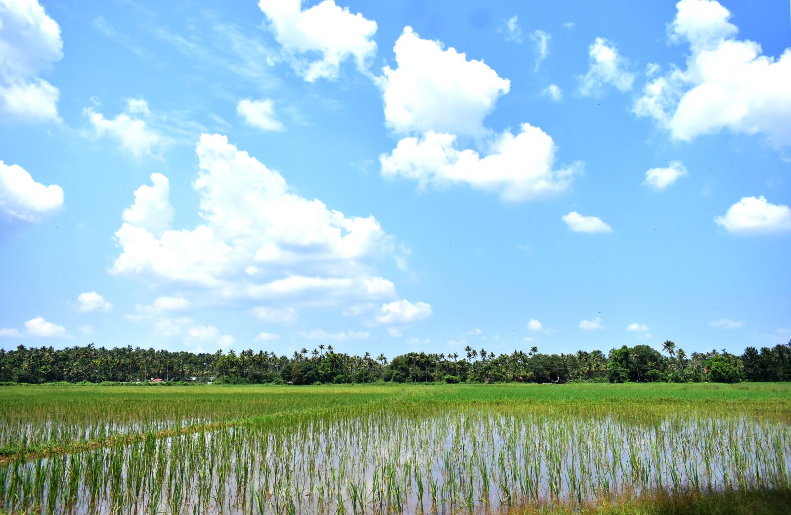 Nikon D3400 sample photo. Bliss, paddy field, nature photography