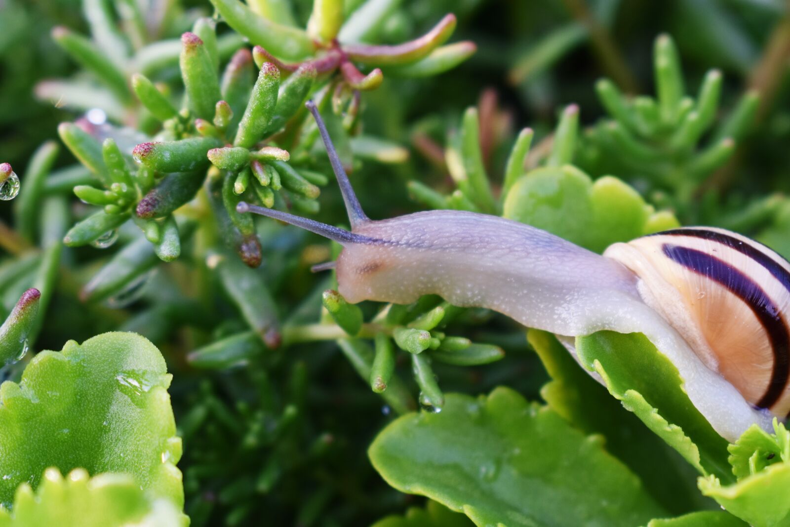 Nikon D3400 sample photo. Snail, garden, slow photography