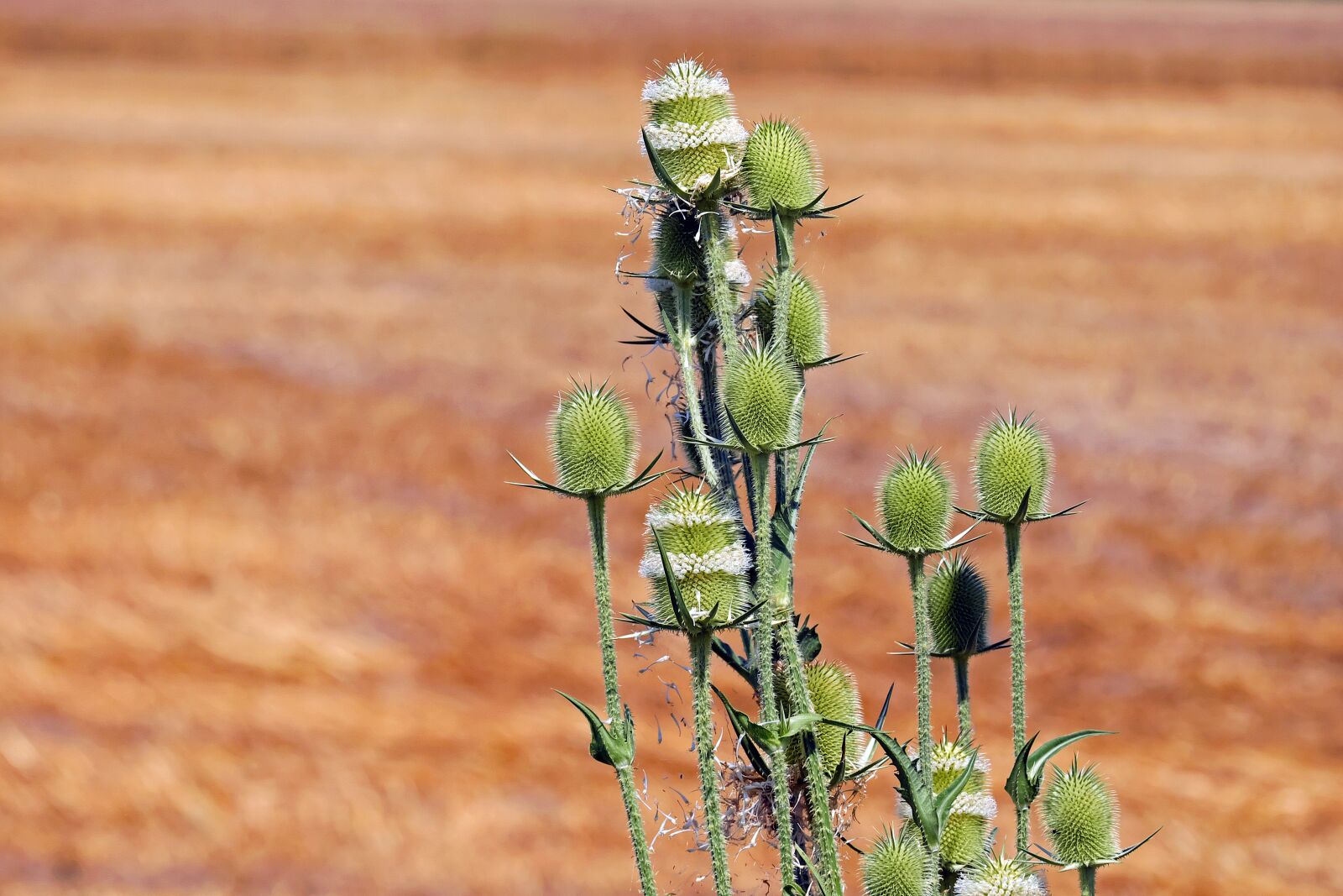 Fujifilm X-T10 + Fujifilm XC 50-230mm F4.5-6.7 OIS sample photo. Wild teasel, thistle, prickly photography