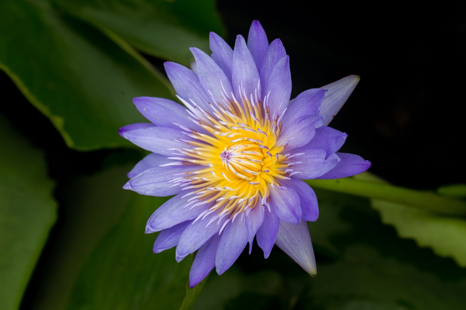 Canon EF 100mm F2.8L Macro IS USM sample photo. Water lily, nuphar lutea photography