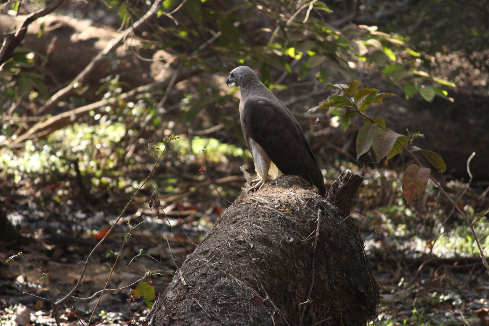 Canon EOS 700D (EOS Rebel T5i / EOS Kiss X7i) sample photo
