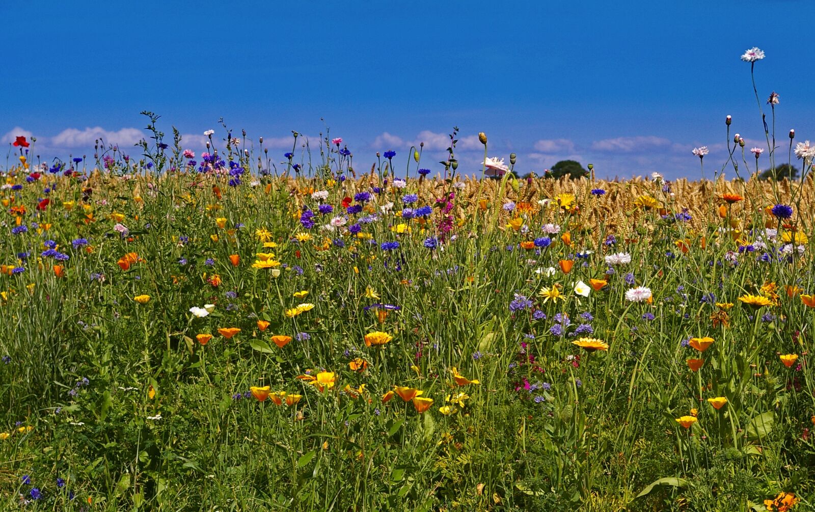 Pentax *ist DL2 sample photo. Denmark, fyn island, lane photography