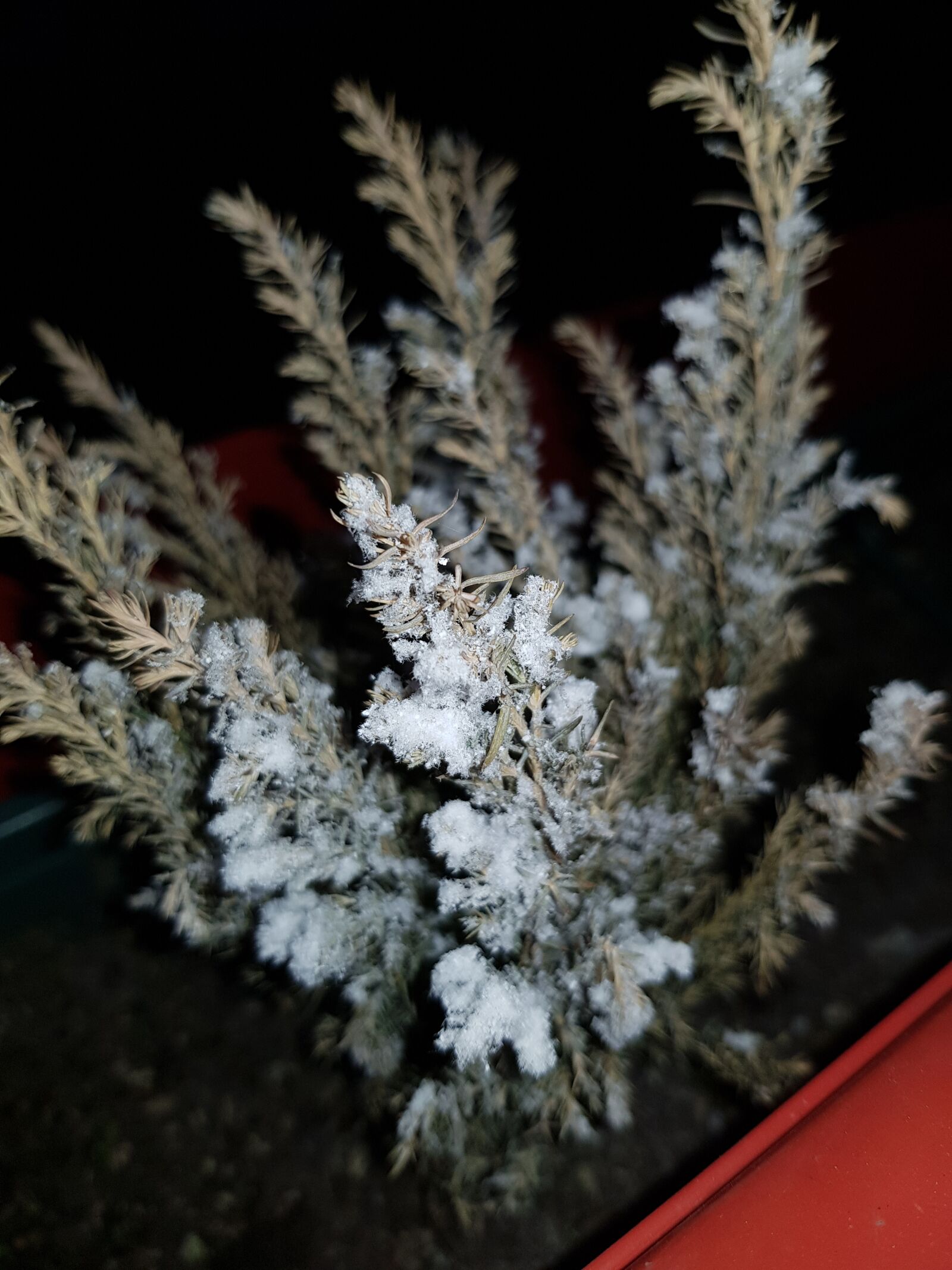 Samsung Galaxy S8 sample photo. Flower, balcony, night photography