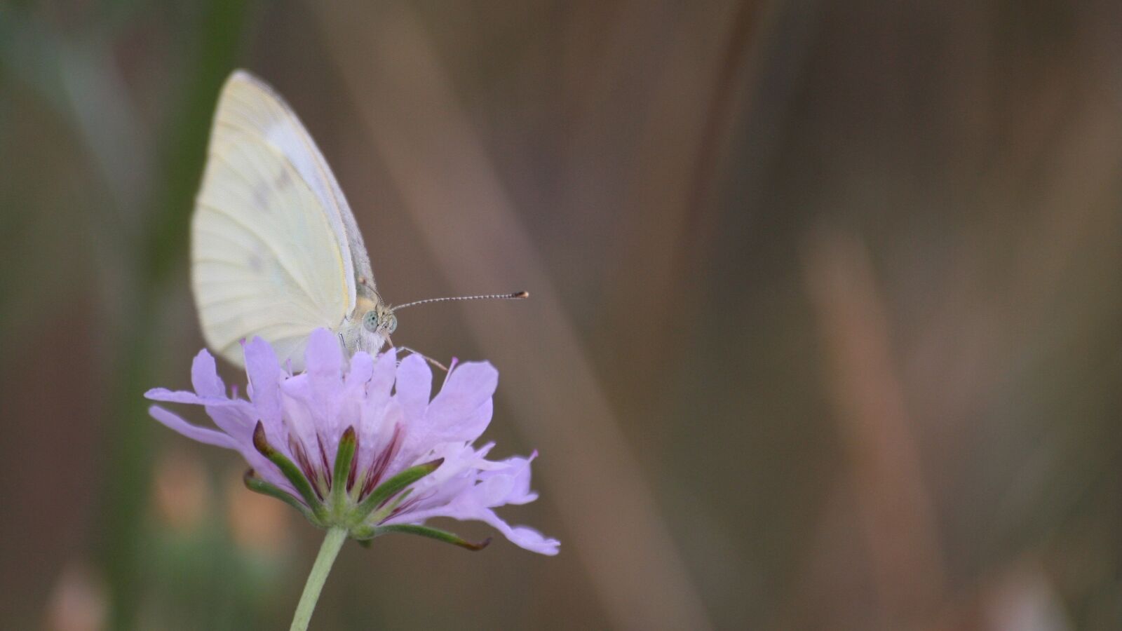 Canon EOS 350D (EOS Digital Rebel XT / EOS Kiss Digital N) sample photo. Butterfly, nature, flower photography