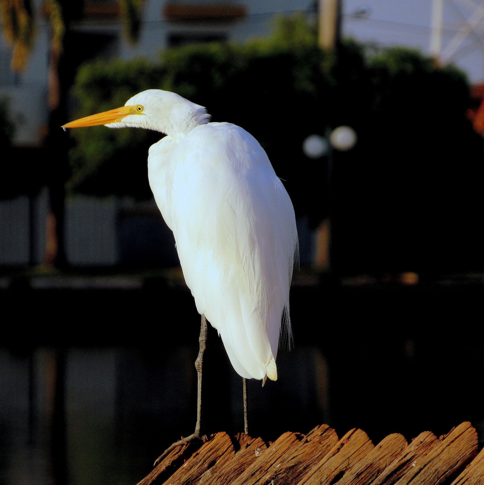 Canon PowerShot SX520 HS sample photo. White crane, bird, nature photography