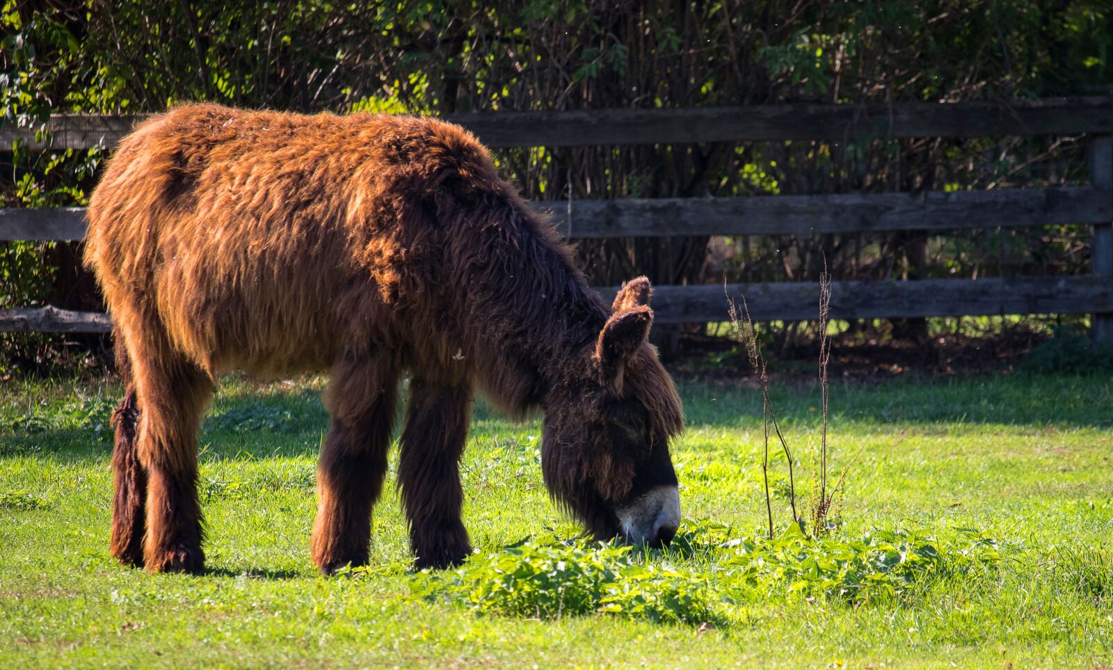 Canon EF-S 55-250mm F4-5.6 IS STM sample photo. Donkey, mammal, beast of photography