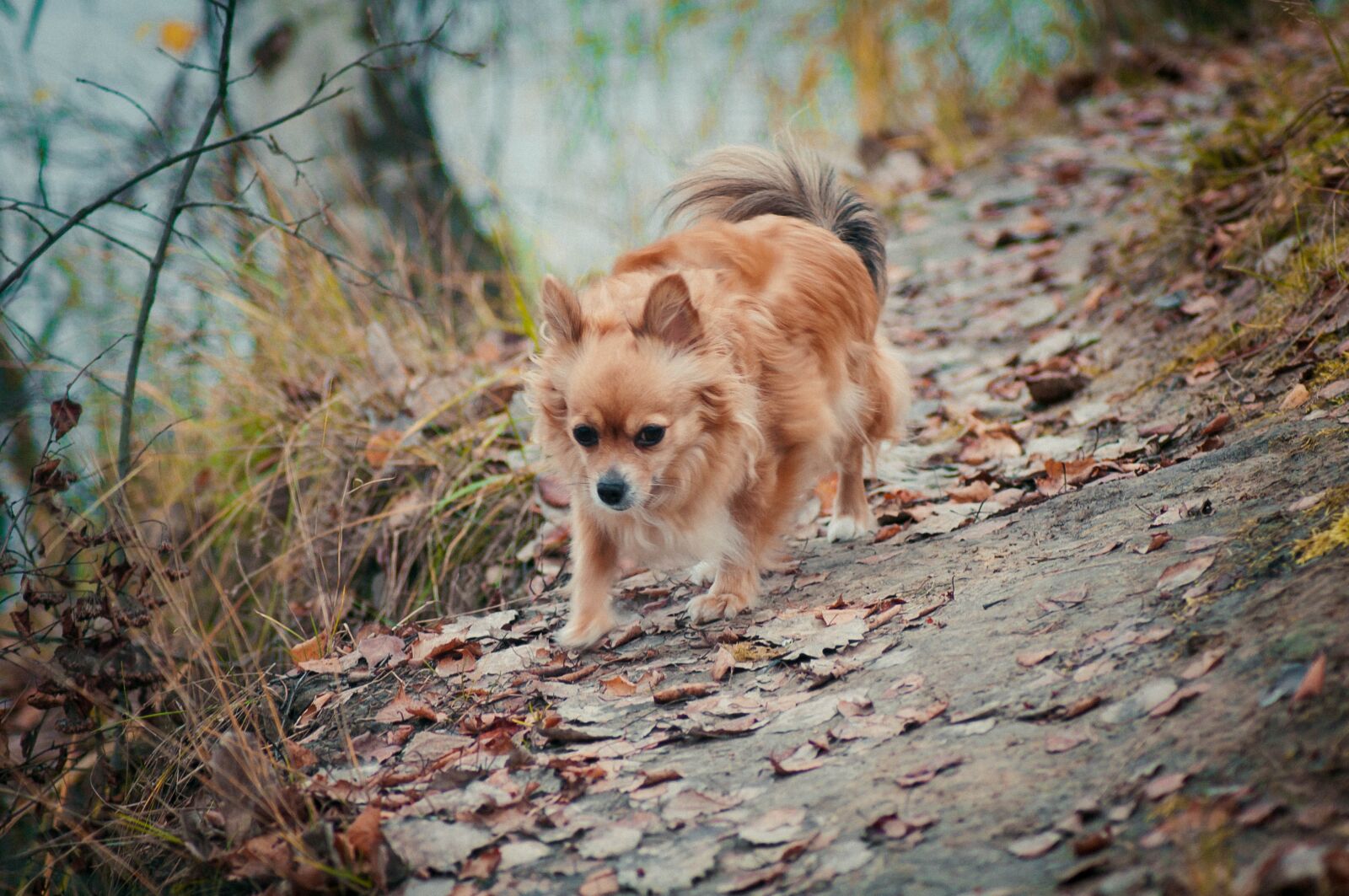 Nikon D90 sample photo. Dog, autumn, animal photography