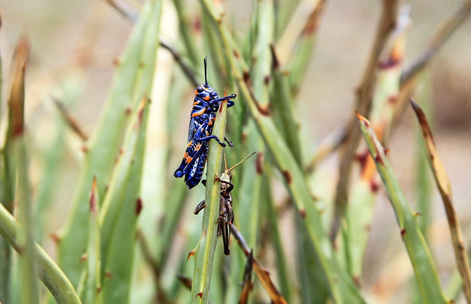 Canon EF 28-135mm F3.5-5.6 IS USM sample photo. Chapulin, thorns, cricket photography